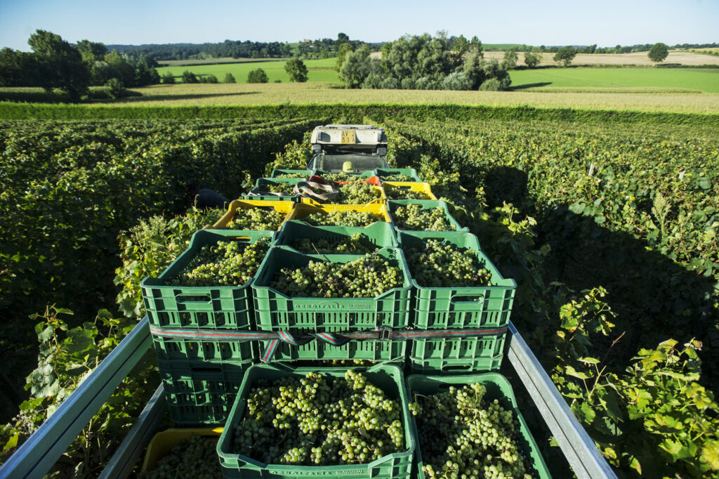 É iniziata la vendemmia-main-20220824095447